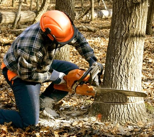 Tree Removal in Seth, WV